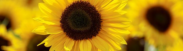 Ray Flower Colour Tones 