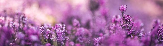 Heather Colour Tones 