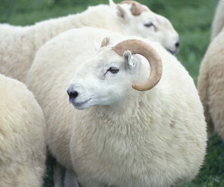 Alternative Flooring sheeps wool used to make carpets, rugs and runners